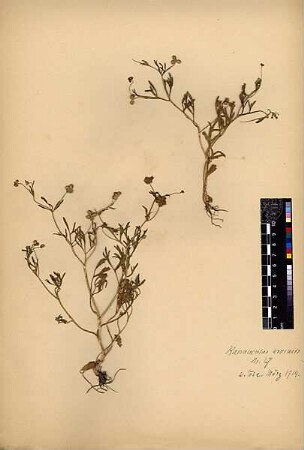 Ranunculaceae Ranunculus arvensis Linné, Carl von (1707 - 1778) [Wadi 'Ara (Trockental)]