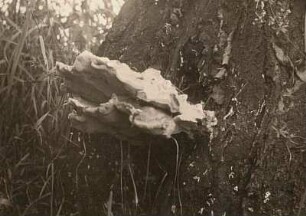 Fruchtkörper vom Gemeinen Schwefelporling (Laetiporus sulphureus) am Grunde eines KIrschbaumes