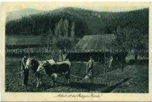 Bauer beim Pflügen mit Ochsengespann