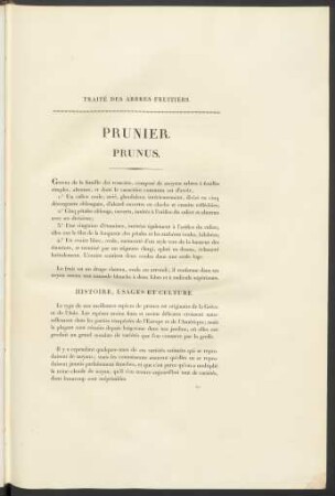 Prunier. Prunus.