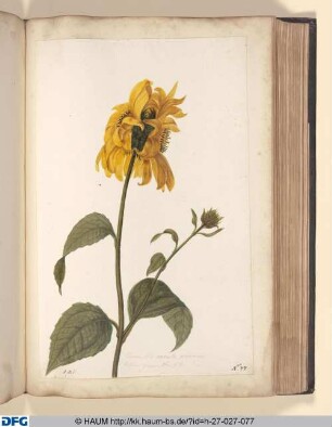 Corona solis ramosa perennis. Eadem quae No 58.