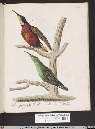 Der prächtige Kolibri.
