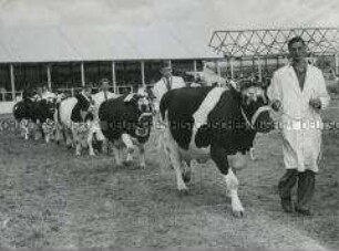 Parade preisgekrönter Holstein-Rinder auf der Royal Agricultural Society's annual Show in Blackpool (Lancashire, England)