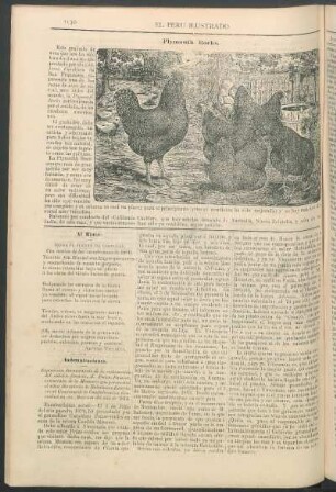 [Grabado de aves:] Plymouth Rocks. : [Tomado del "California Cackler" de San Francisco.]