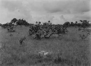 Savanne : Büsche und Gräser in der Savanne Tansanias