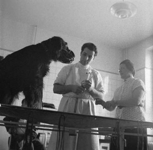 Tierklinik Dresden-Reick, Oskar-Röder-Str. 6. Behandlung eines Hundes