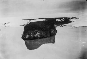 Rubini-Felsen : Der Rubini-Felsen im Nordpolarmeer vor der Hooker-Insel, die zu Franz-Josef-Land gehört.