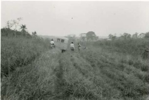 Weg zwischen der Fazenda Arara und Santo Antônio