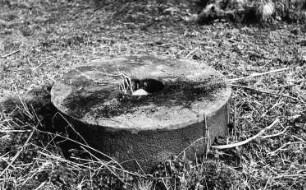 Triebischtal-Taubenheim. Niedermühle, Mühlstein im trockengefallenen Stauteich