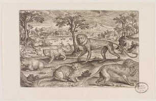 Kleinaffen und Katzen aus (Animalium Qvaddrupedum)