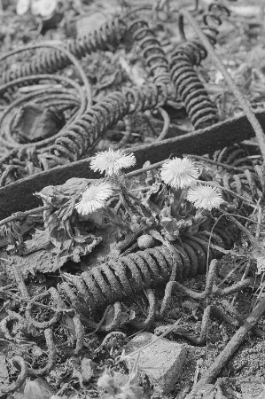 Korbblütengewächse (Compositae, Asteraceae). Gemeiner Huflattich (Tussilago fárfara). Blühender Bestand zwischen Schrottablagerung