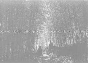 Glasdia einer Waldlichtung