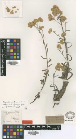 Achyrocline flavescens Griseb. [syntype]