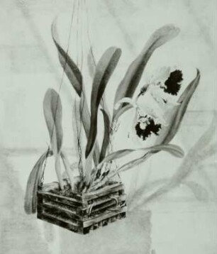 Orchidee im Gewächshaus