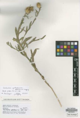 Centaurea golestanica Akhani & Wagenitz
