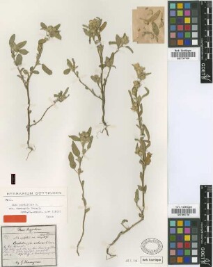 Sida cordifolia L. var. Griseb. variegata