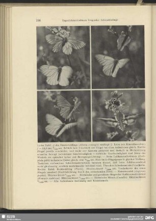 Labkrautschwärmer (Deilephila galii) und Pinselkäfer
