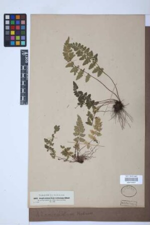 Asplenium lanceolatum Huds.