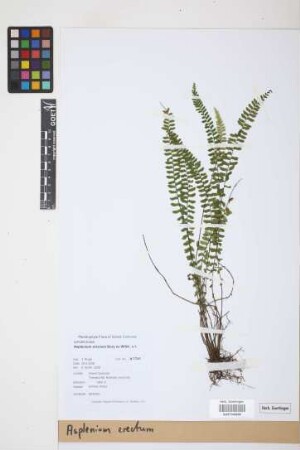 Asplenium erectum Bory ex Willd.