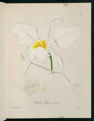13r-13v, Cattleya Wageneri
