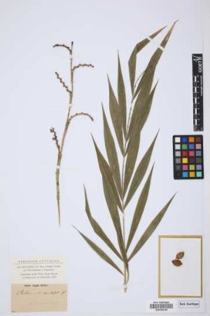 Calamus anceps Blume