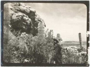 Felsenbusch mit Cereus Pasacana auf der Isla de Panza