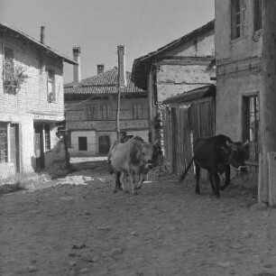 Alltagsbild. Bauer unterwegs mit Ochsen in Bansko