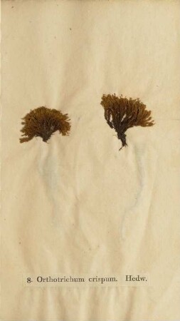 8. Orthotrichum crispum. Hedw.