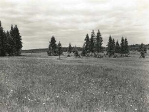 Naturschutzgebiet Hermannsdorfer Wiesen, südwestlich von Geyer