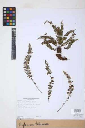 Asplenium tabinense Hieron.