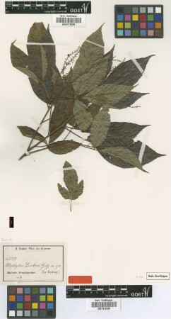 Allophylus zenkeri Gilg ex Radlk. [type]