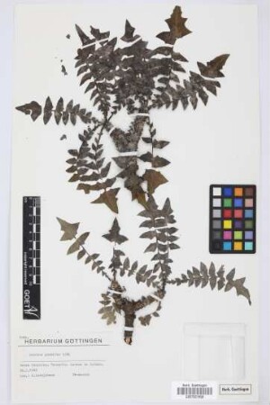 Sonchus gummifer Link