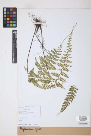 Asplenium spec.