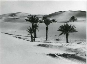 Palmen in den Dünen bei Quargla : Die Palmen bei der algerischen Stadt Quargla drohen durch die Dünen der Sahara verschüttet zu werden.