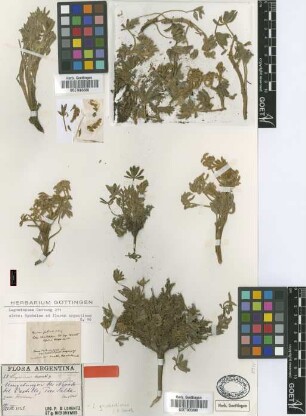 Lupinus brevicaulis Griseb. [type]