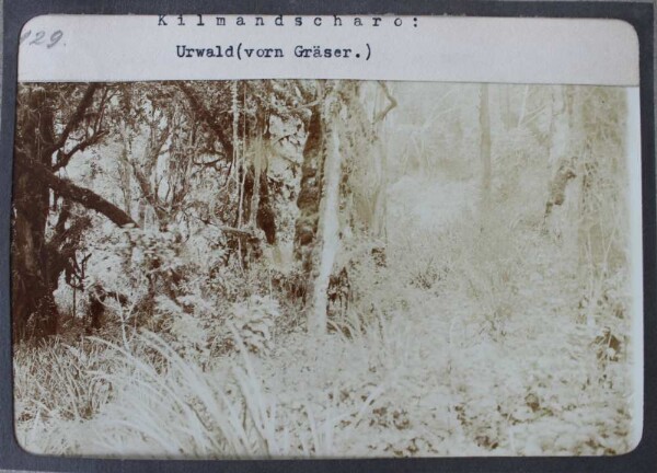 Kilimanjaro: Jungle (grasses in front)