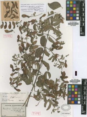 Banisteria metallicolor A.Juss. var. falcata Nied.[lectotype]