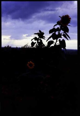 Tuniberg: Sonnenblumen vor Abendhimmel