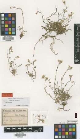 Erysimum idae Polatschek [holotype]