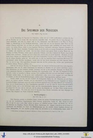 Die Spermien der Nereiden.