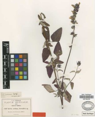 Salvia setulosa Fernald [isotype]