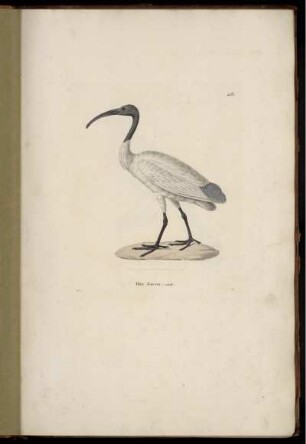 Ibis leucon [bis] Gros-bec leuconote