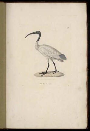 Ibis leucon [bis] Gros-bec leuconote