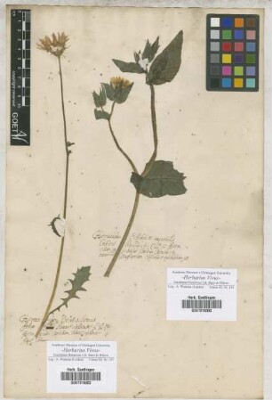 Hieracium