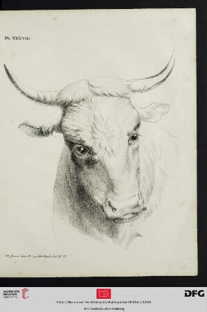 Pl. XXXVIII [Stierkopf (Schraffur; nach Demarne)]
