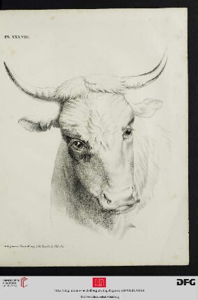 Pl. XXXVIII [Stierkopf (Schraffur; nach Demarne)]