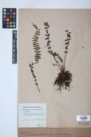 Asplenium lunulatum var. erectum (Bory ex Willd.) Baker