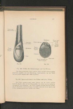 Fig. 492. Hüllen des Samenstranges und des Hodens.