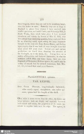 Plagiostoma spinosa. Tab. LXXVIII