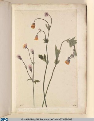 Caryophyllata; Alpina, flore eroceo.